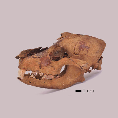 Crâne et mandibule d’un chien du site de Bercy