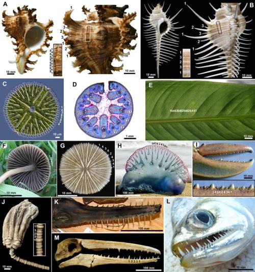 Modèles hiérarchiques dans diverses structures chez les plantes, les champignons et les animaux.